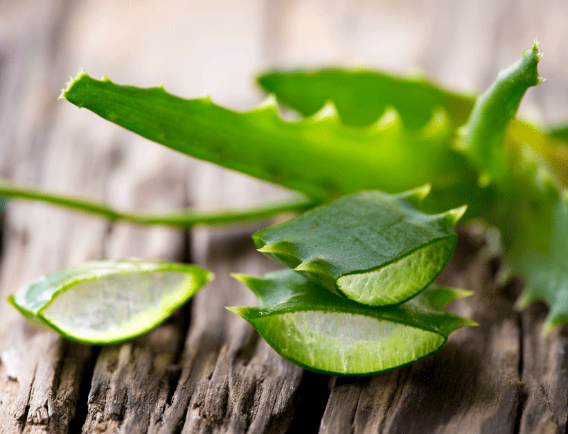 Aloe Vera : Tout savoir sur les bienfaits extraordinaires de l’Aloe Vera !