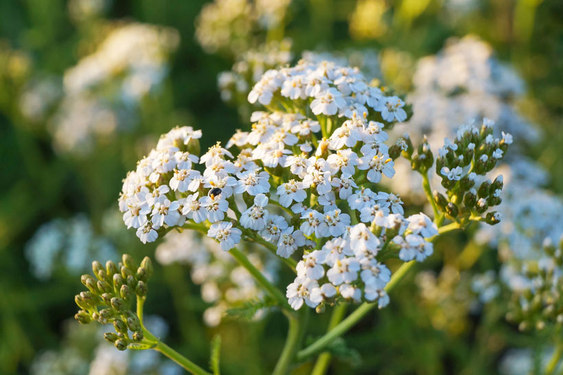 Bienfaits beauté fleurs saison-3