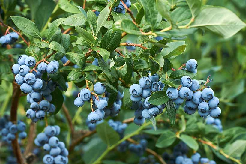 Fruits Rouges_Myrtilles