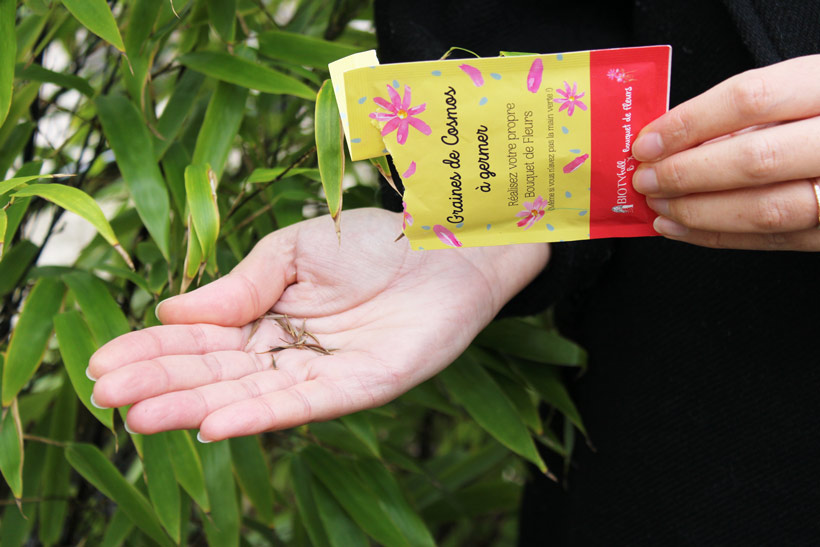 Biotyfull Graines de Cosmos à Germer : Un bouquet printanier pour votre  salon