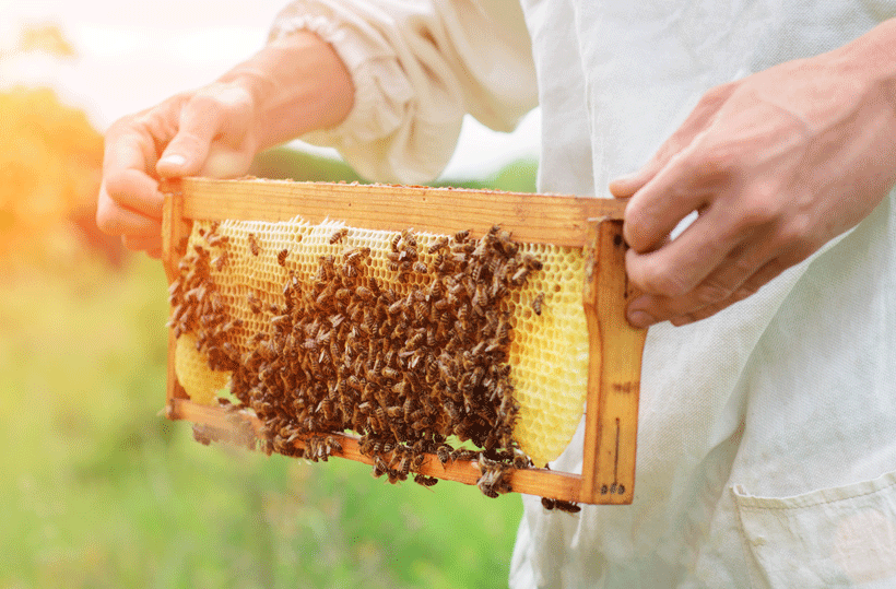 Les bienfaits des produits de la ruche : la propolis 