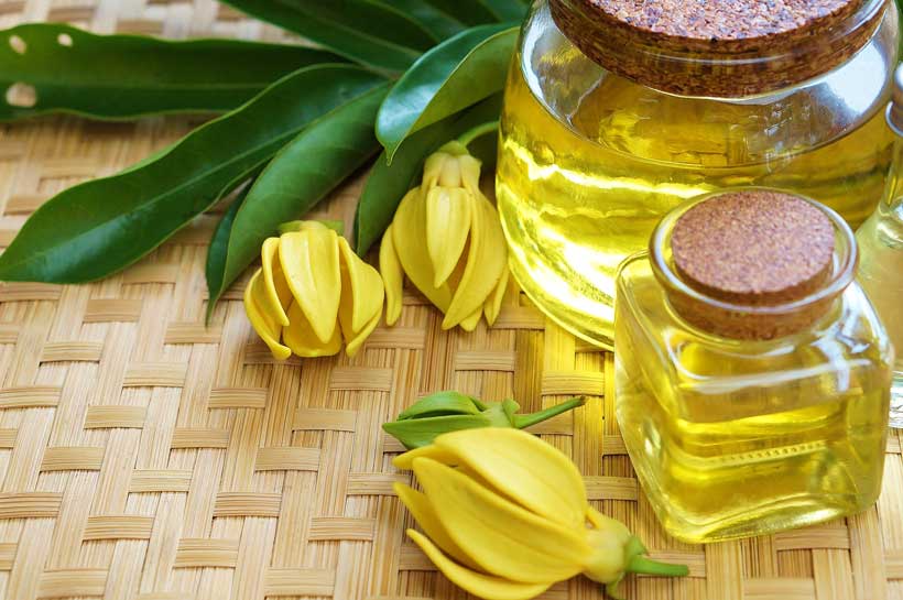 L’ylang-ylang, la fleur issue d’une légende parsemée d’amour ?