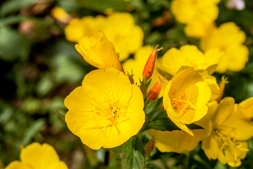 L’huile d’onagre :  Zoom sur la fleur qui soigne et répare ! 