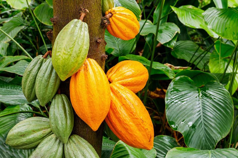 Le beurre de cacao : un cadeau gourmand venu du paradis