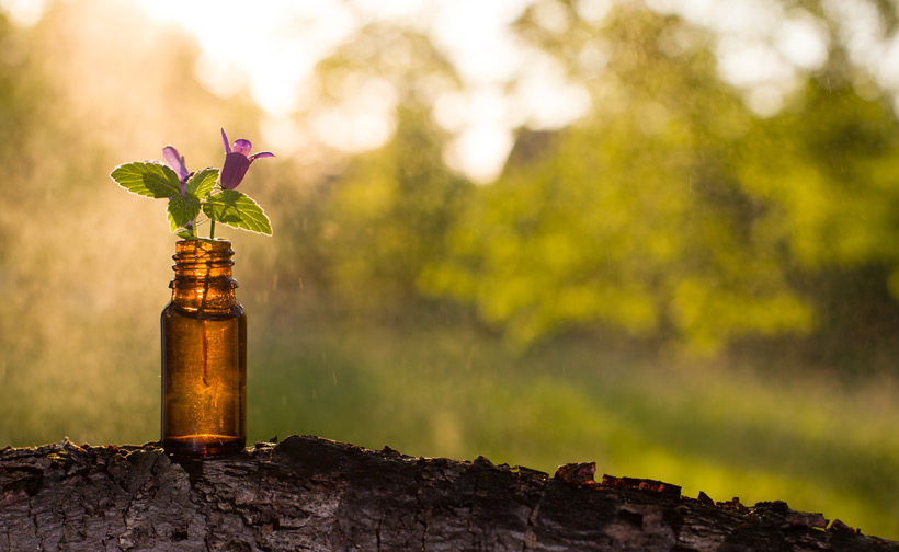 Les Fleurs de Bach : Le remède naturel qui rééquilibre vos émotions