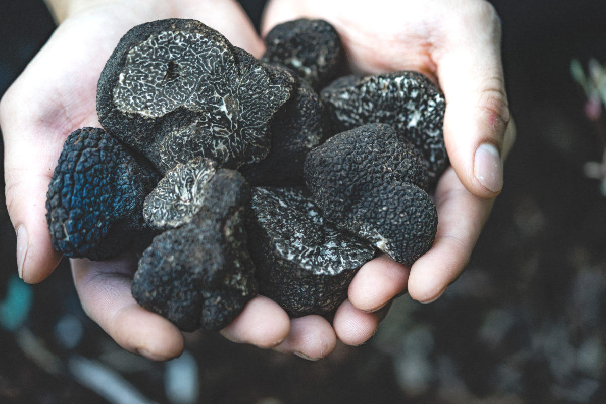 La Truffe : l’ingrédient anti-âge aussi bon dans l’assiette que sur la peau !