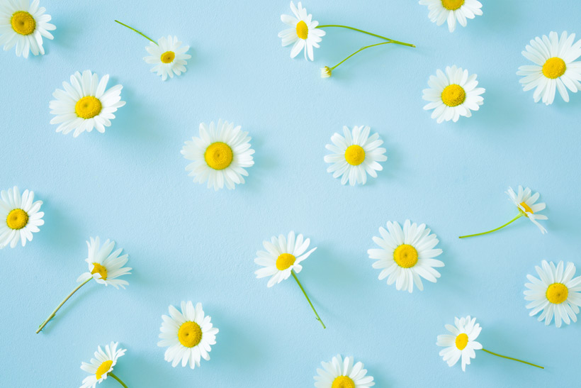 Le macérât huileux de pâquerette ? : La fleur synonyme de beauté éternelle