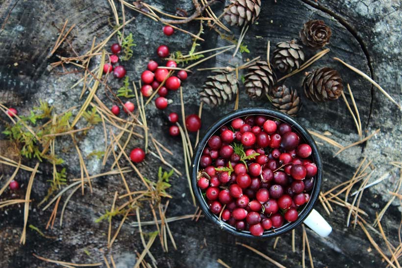 La cranberry : les bienfaits santé et beauté de cette petite baie rouge