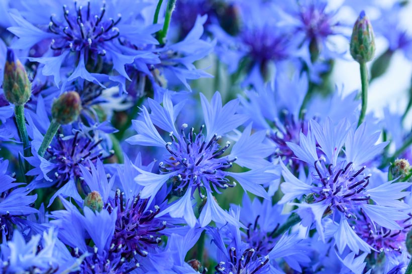 Eau florale de bleuet : Douce pour votre peau et votre regard