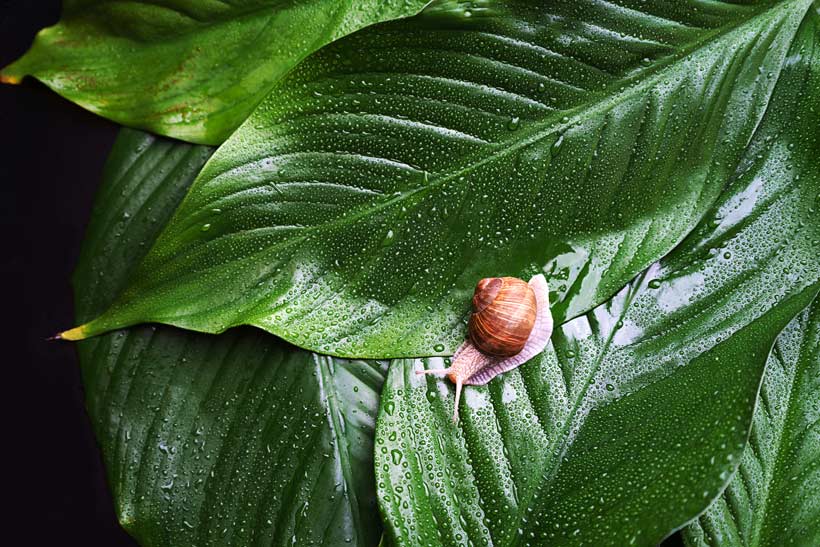 La bave d’escargot, l’actif atypique aux multiples vertus