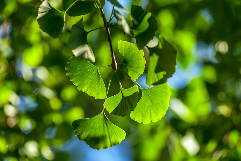 Le ginkgo biloba : focus sur les bienfaits beauté de cet arbre sacré asiatique