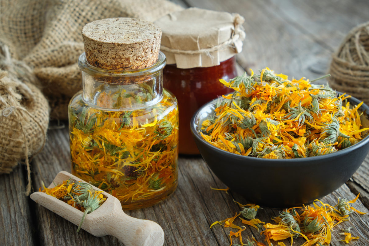 Le macérât huileux de calendula : Les bienfaits de la fleur soleil