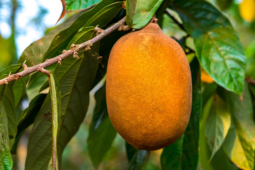 Le beurre de cupuaçu : La pépite beauté venue d’Amérique du Sud