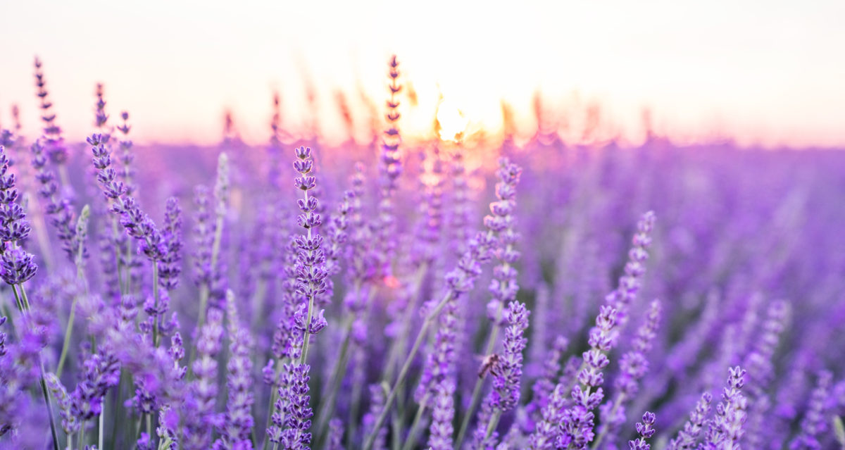 Zoom sur la lavande et ses secrets beauté bien gardés