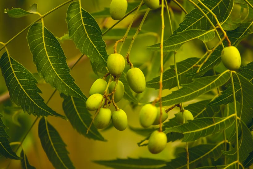 L'huile de neem