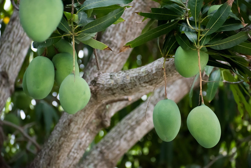 Le Beurre de mangue : bienfaits et propriétés - Simkha Biocosmétiques