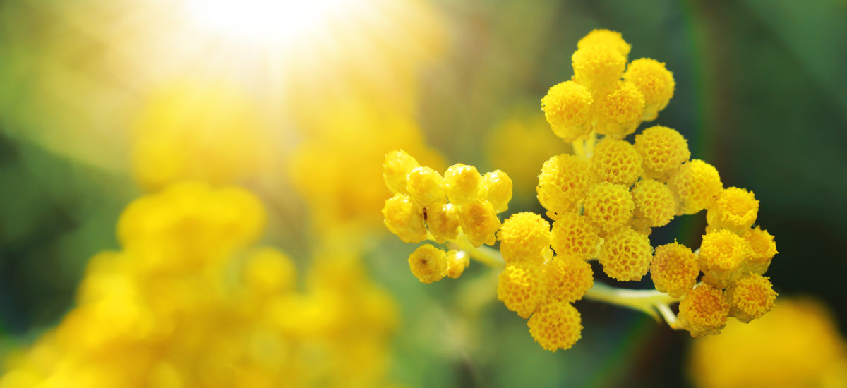 L’immortelle, cette petite fleur bienfaitrice pour la peau et l’esprit