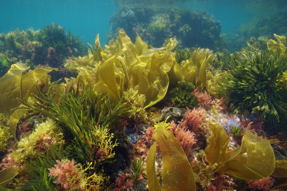 Bienfaits beauté des algues : Découvrez le pouvoir des plantes aquatiques !