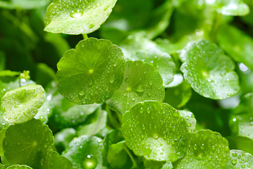 centella asiatica-1