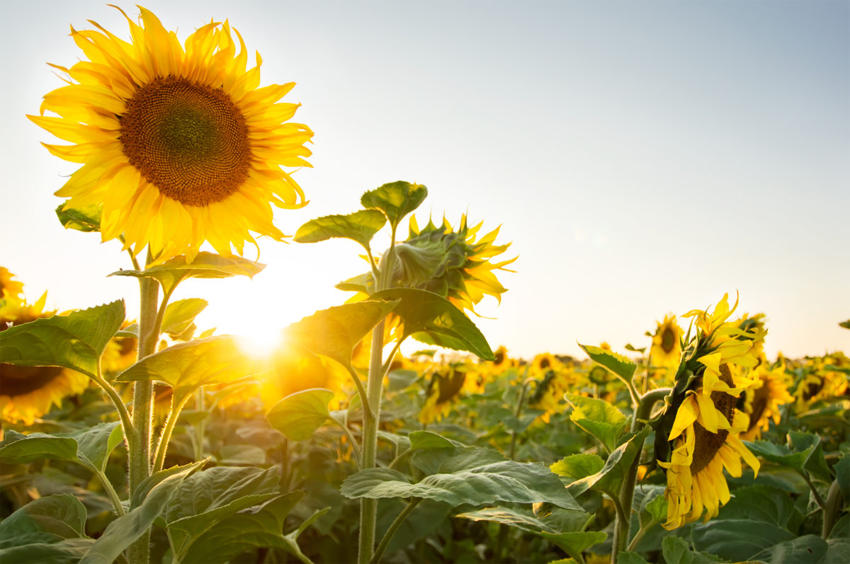 Huile de Tournesol - Composition, Utilisation, Bienfaits