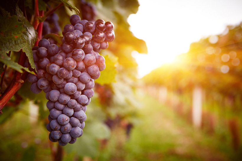 Bienfaits de la vigne : Et si le raisin avait plus d’un pépin à son arc ?