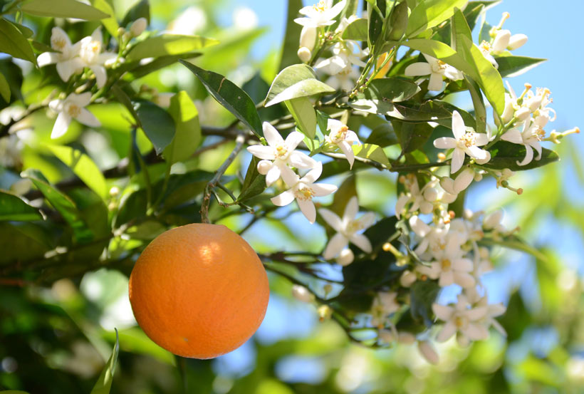 Bienfaits fleur d’oranger : Découvrez les différentes vertus de cette petite fleur 