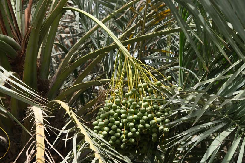 Huile de dattier du désert : Voyage vers le désert du Sahel