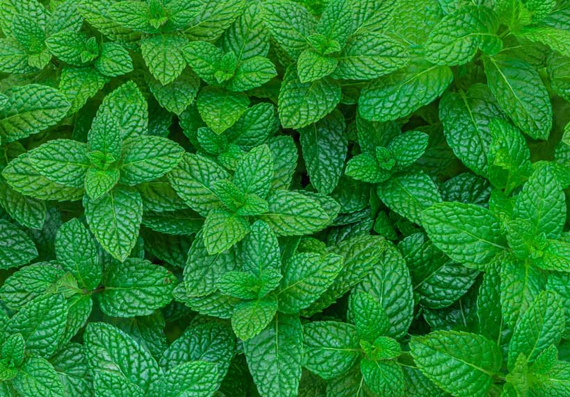 Bienfaits beauté de la menthe : découvrez les différentes facettes de la menthe🌿