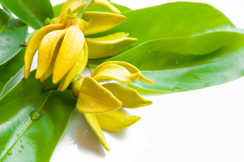 Ylang-ylang-2