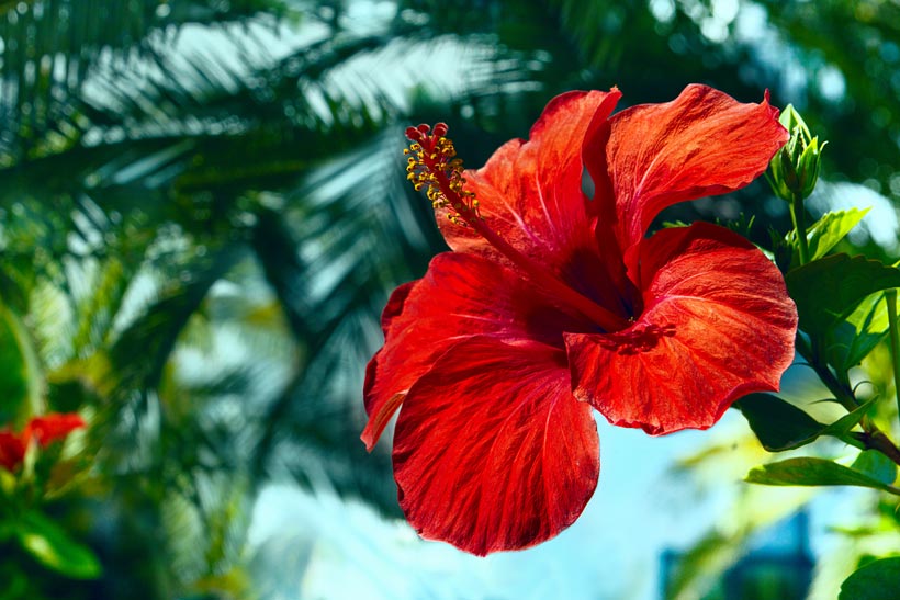 Bienfaits de l’hibiscus : Découvrez les vertus de cette fleur exotique ?