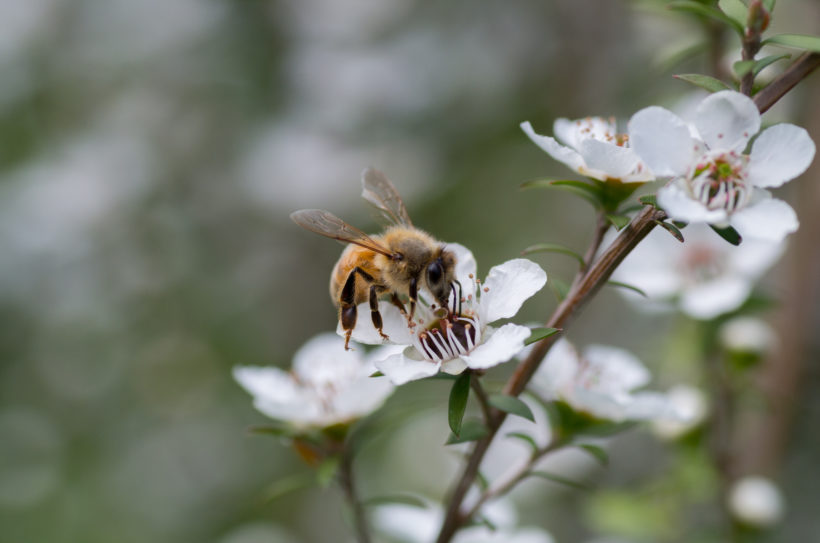 Le miel de Manuka, nectar aux vertus exceptionnelles