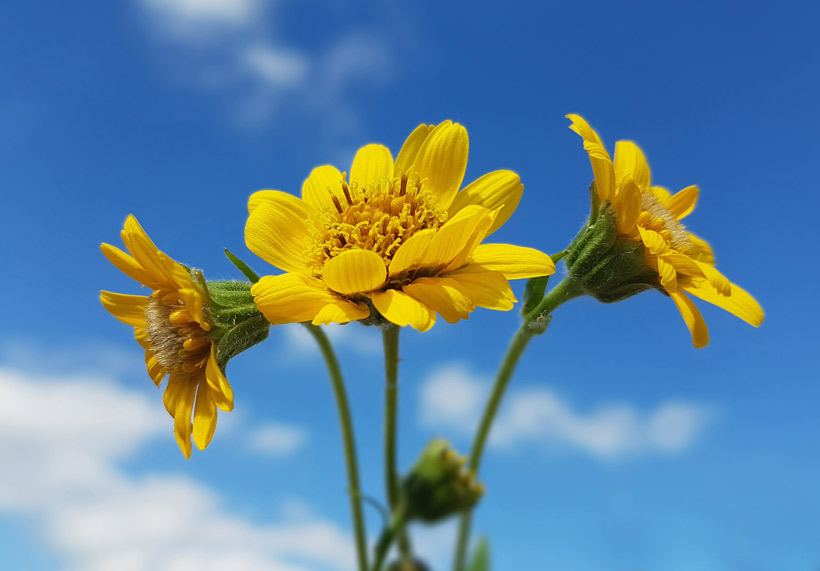 Le macérât huileux d’arnica : La fleur qui gagne à tous les coups !