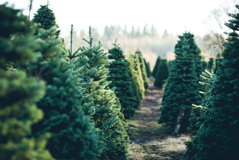 sapin de noël éco-responsable-1