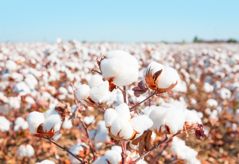 Fibres naturelles végétales