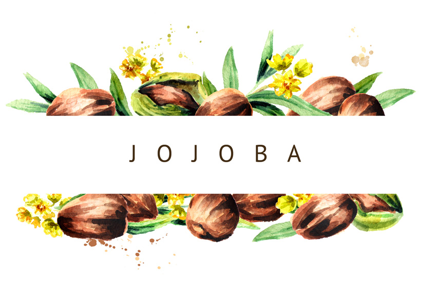 L’huile de jojoba : Tout savoir sur les nombreux bienfaits de l’huile de jojoba !