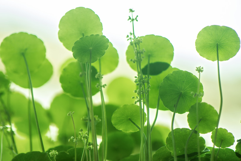 centella asiatica