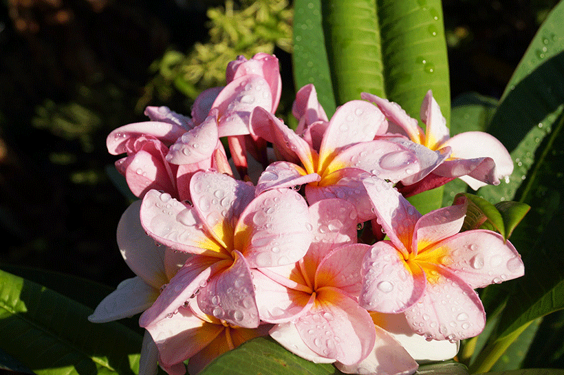 Fleur de tiaré utilisation et bienfaits